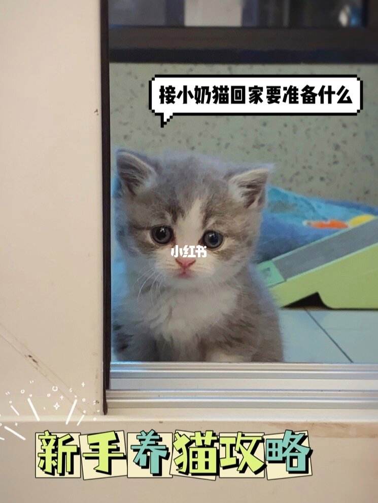 小奶猫软件苹果版小奶猫永久回家地址