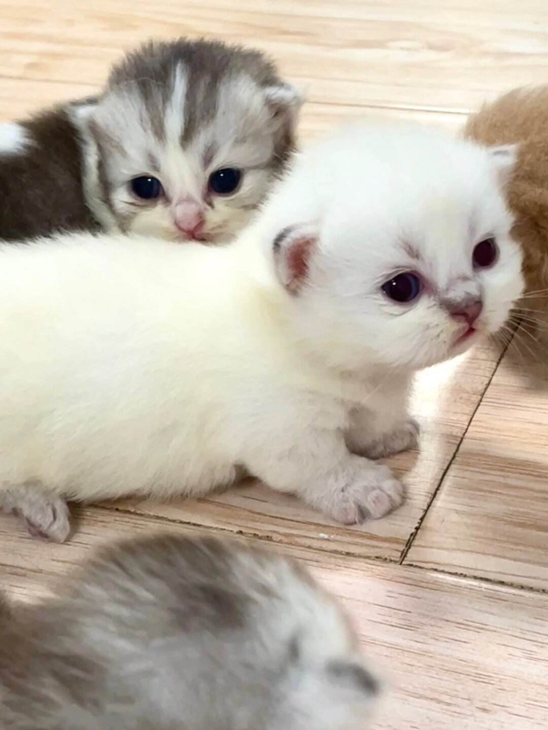 小奶猫软件苹果版小奶猫永久回家地址-第2张图片-亚星游戏官网
