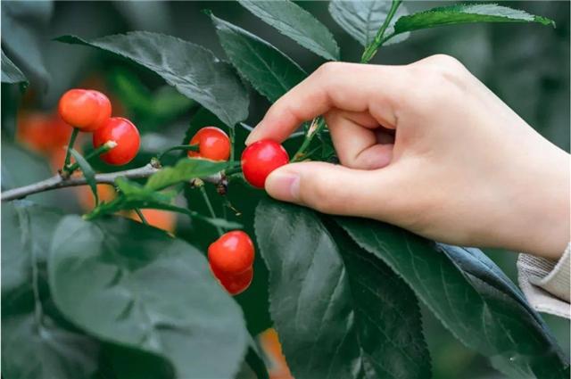 达赏短视频客户端在哪里集赏猫赚钱app官方下载-第2张图片-亚星游戏官网