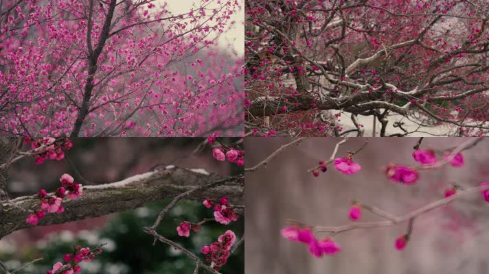 梅花视频安卓版色版红袖视频在线免费观看-第2张图片-亚星游戏官网