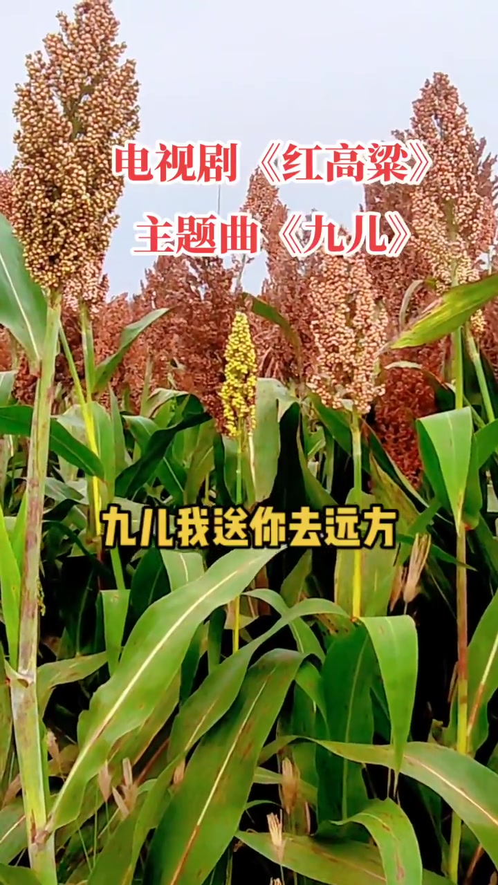 韩红苹果手机铃声版苹果手机铃声怎么设置自己想要的音乐-第1张图片-亚星游戏官网